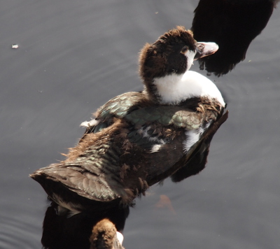 [The duck is on the water at a diagonal with its head in the upper right and its tail in the lower left. The duckling has a little white on its cheeks, on all of its fron, and on most of its neck. There is a brown stripe running down the back of its neck. The feathers on its tail are dark brown while the ones on the upper back are brown and teal. It does have some white feathers in a few places on its back.]